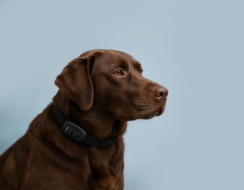 Tasskoll GPS-halsband